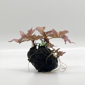 Nymphaea Stellata / Rubra (Dwarf Water Lily) – Beautiful Aquatic Plant for Freshwater Aquariums - Freshwater Plants - Aquatic Lily Bulb