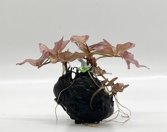 Nymphaea Stellata / Rubra (nénuphar nain) - Belle plante aquatique pour aquariums d'eau douce - Plantes d'eau douce - Bulbe de lys aquatique