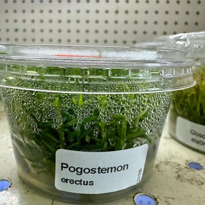 ポゴステモン エレクトス 組織培養カップ 水槽植物 - アクアスケープ用水生植物 アクアスケープ 水槽用水草