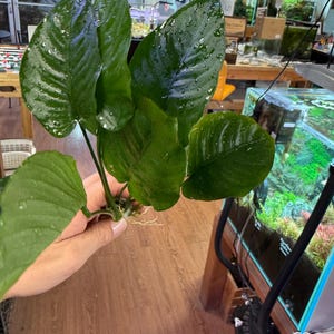 Può includere: Un mazzo di piante verdi a foglie con radici, pronte per essere piantate in un acquario.