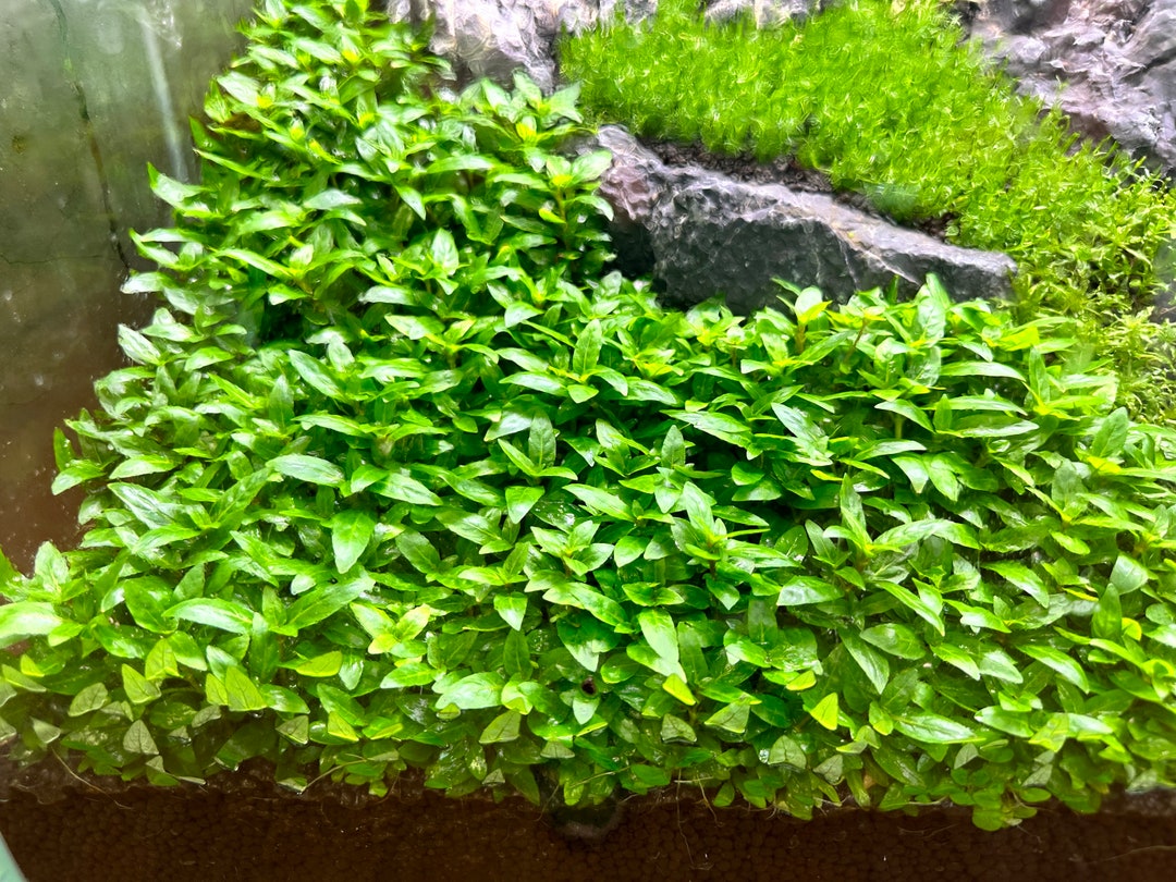 Staurogyne Repens Tissue Culture - Freshwater Aquarium Plant for ...