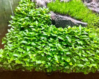Staurogyne Repens Tissue Culture - Freshwater Aquarium Plant for Aquascaping and Nano Tanks - Aquatic Plant - Aquascape Live Plant