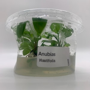Anubias Hastifolia Cultura de Tecidos - Planta Aquática | Arrowhead Anubias - Planta Aquática Epífita Para Tanques de Peixes Plantados Planta de Aquário