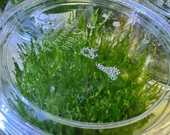 Taxiphyllum alternans (Taiwan Moss) - Tissue Culture Aquarium Plant - Mini Moss - Easy Aquatic Plant For Fish Tanks Aquascape Aquascaping