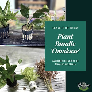 May include: A selection of aquatic plants in small pots, arranged on a white surface. The plants are labelled "Plant Bundle 'Omakase'" and are available in bundles of three or six plants. The text "Leave it up to us!" is also visible in the image.