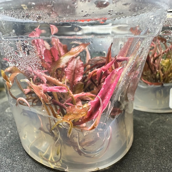Cryptocoryne Pink Panther - Crypt Flamingo Tissue Culture Cup - Vibrant & Rare Aquatic Plant Aquariums, Aquascape Fish Tank Aquatic Plant