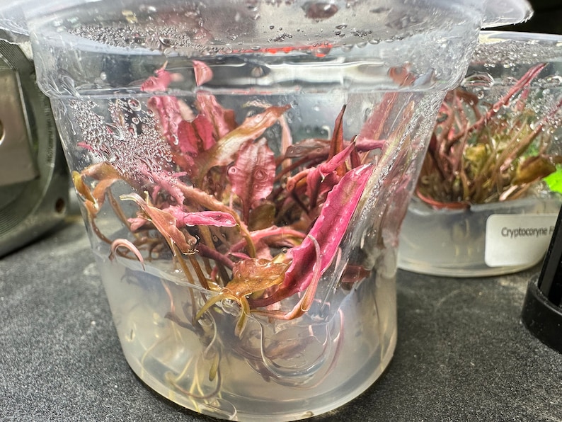 May include: A close-up of a clear plastic container filled with water and a cluster of reddish-purple aquatic plants. The plants are submerged in the water and have a delicate, feathery appearance.