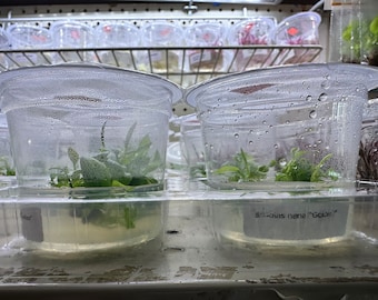 Anubias Nana ‘Golden’ - Live Aquarium Plant - Tissue Culture - Epiphyte Aquascape Plant - Easy Aquatic Plant For Fish Tanks
