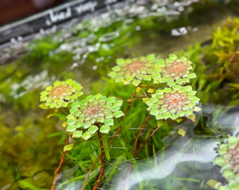 Ludwigia Sedioides « Mosaic Plant » - Plante d'aquarium vivante - Ludwigia Mosiac - Onagraceae - Plante de bassin - Plante aquatique