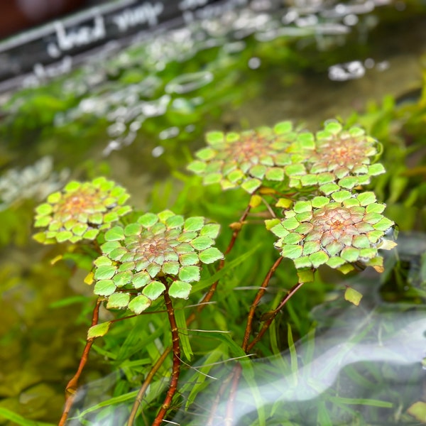 Ludwigia Sedioides ‘Mosaic Plant’ - Live Aquarium Plant - Ludwigia Mosiac - Onagraceae - Pond Plant - Aquatic Plant