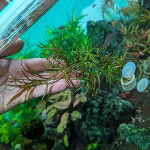 Ludwigia Arcuata (Needle Leaf Ludwigia) - Live Aquatic Plant for Aquariums & Planted Tanks - Aquascape Aquascaping Planted Aquarium