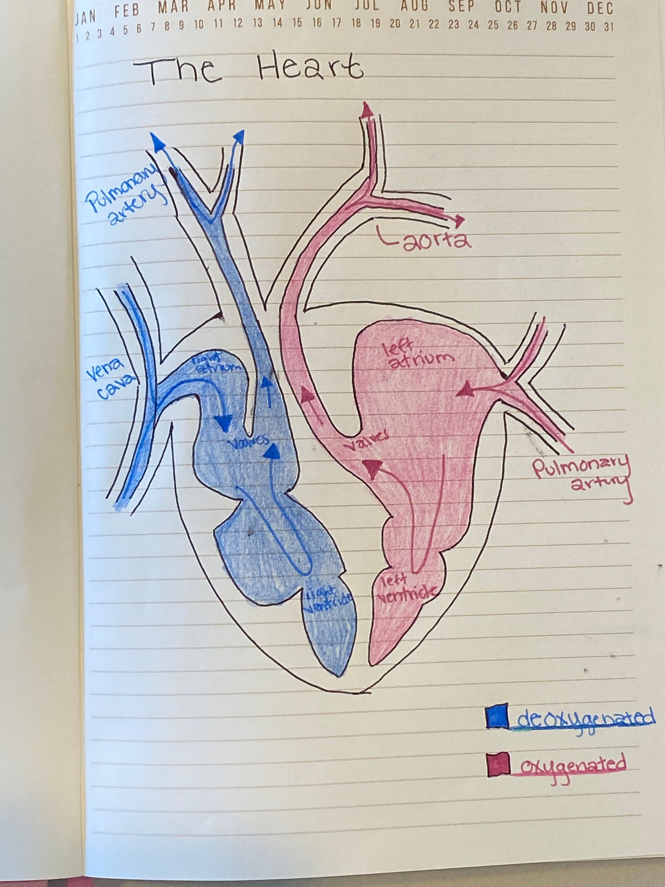 The Heart Diagram | Etsy
