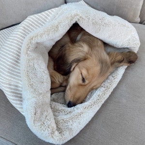 May include: A small, light brown dog is sleeping in a cream-colored, striped dog bed with a fluffy, white lining.
