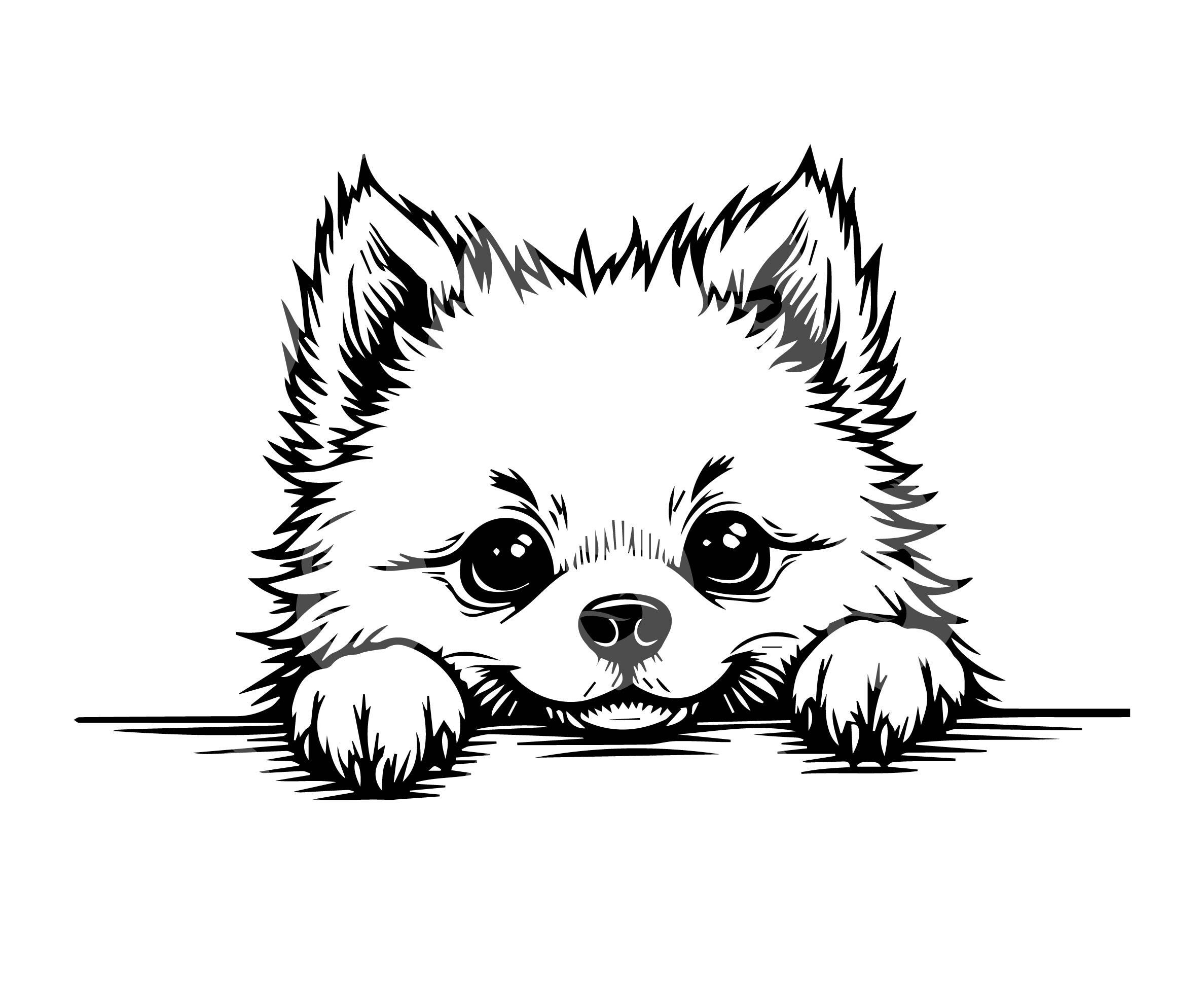 覗いているポメラニアン SVG、ポメラニアン犬 PNG、ポメラニアンの