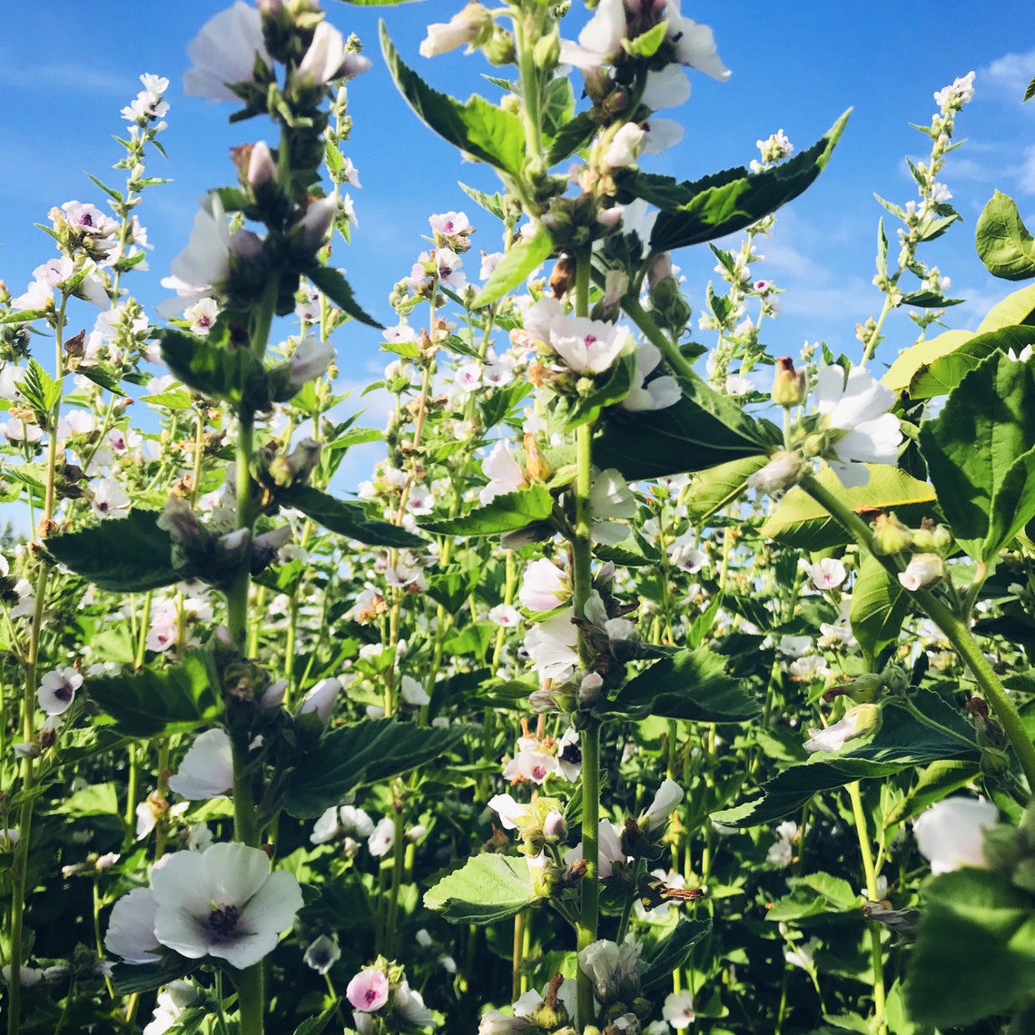 DryCough Relief tea Persistent & irritable cough Herbs for Etsy