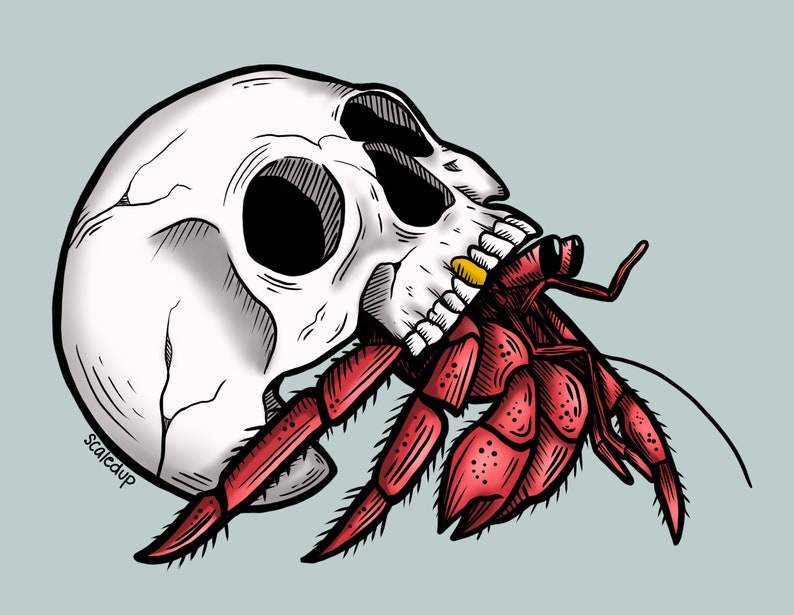 Hermit Crab Skull Etsy
