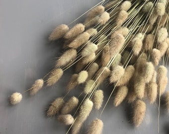 Dried & Floral Dried Natural Lagurus, Dried Natural Bunny Tails