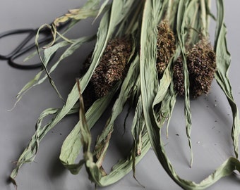 Dried & Floral Natural Green Sorghum Bunch