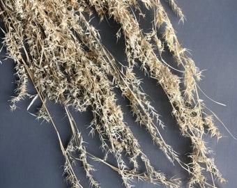 Dried & Floral Bleached Alfa Grass