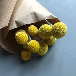 A bunch of 10 naturally dried craspedia also known as billy buttons in close up detail of their yellow flower heads wrapped in natural kraft paper and placed against a grey backdrop
