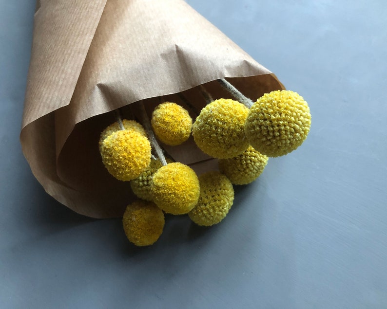 A bunch of 10 naturally dried craspedia also known as billy buttons in close up detail of their yellow flower heads wrapped in natural kraft paper and placed against a grey backdrop