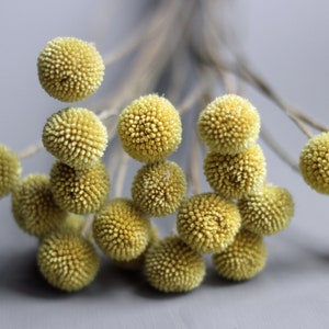 This image shows a top view of the yellow craspedia flower heads with their slender stems in the background and bright yellow globe flowers in clear definition against a grey background.