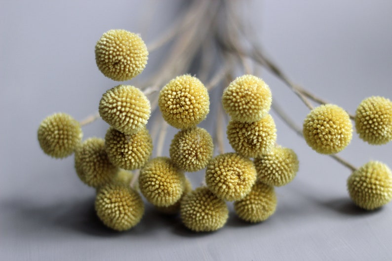 This image shows a top view of the yellow craspedia flower heads with their slender stems in the background and bright yellow globe flowers in clear definition against a grey background.