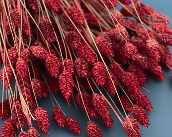 Dried & Floral Dried Red Phalaris Grass, Dried Red Grasses