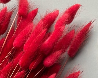 Dried & Floral Red Lagurus, Dried Red Bunny Tails