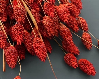 Dried & Floral Dried Burnt Orange Phalaris Grass, Dried Orange Grasses