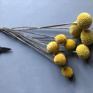 A bunch of 10 naturally dried craspedia also known as billy buttons in side detail showing their long stems and yellow flower heads against a grey backdrop with vintage florist scissors in the foreground