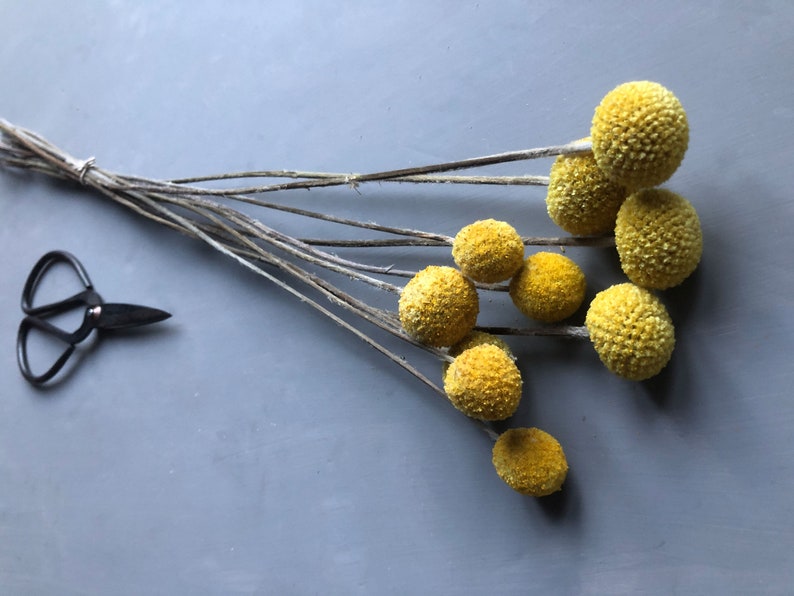 A bunch of 10 naturally dried craspedia also known as billy buttons in side detail showing their long stems and yellow flower heads against a grey backdrop with vintage florist scissors in the foreground