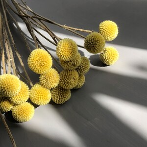 This image shows a top view of the yellow craspedia flower heads with their slender stems in the background and bright yellow globe flowers in clear definition against a grey background. Sunlight provides a contrast for the colours.