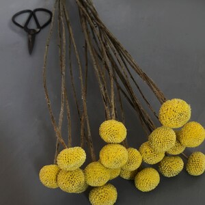 This image shows a top view of the yellow craspedia flower heads with their slender stems in the background and bright yellow globe flowers in clear definition against a grey background.