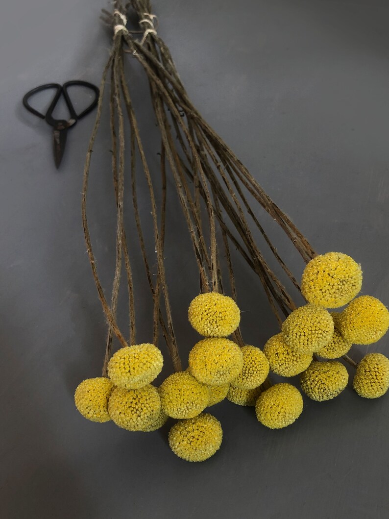 This image shows a top view of the yellow craspedia flower heads with their slender stems in the background and bright yellow globe flowers in clear definition against a grey background.