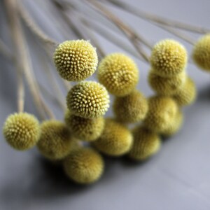 This image shows a top view of the yellow craspedia flower heads with their slender stems in the background and bright yellow globe flowers in clear definition against a grey background.