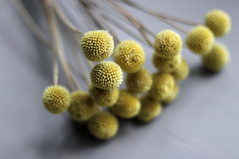 This image shows a top view of the yellow craspedia flower heads with their slender stems in the background and bright yellow globe flowers in clear definition against a grey background.