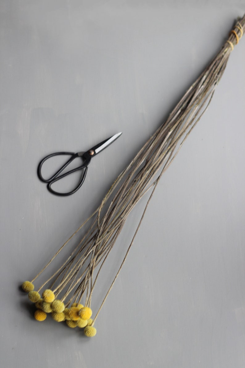 This image shows a full bunch of yellow craspedia flower heads with their slender stems and bright yellow globe flowers in clear definition against a grey background. A pair of black florist scissors are on the left.