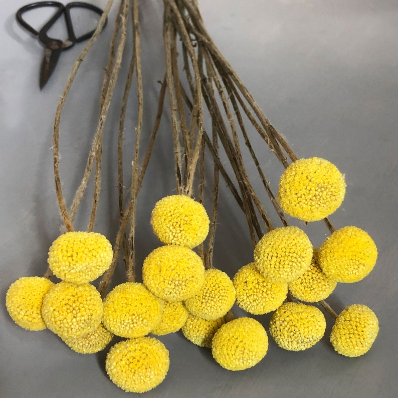 This image shows a side view of the yellow craspedia flower heads with their slender stems in the background and bright yellow globe flowers in clear definition against a grey background.