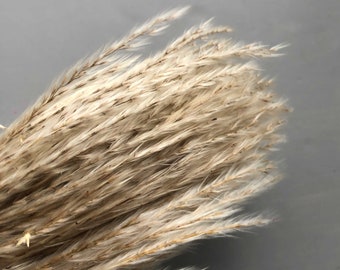 Dried & Floral Miscanthus Grass Bunch