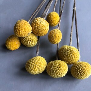 A bunch of 10 naturally dried craspedia also known as billy buttons in close up detail of their yellow flower heads against a grey backdrop