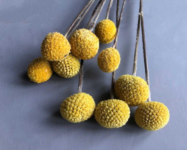 A bunch of 10 naturally dried craspedia also known as billy buttons in close up detail of their yellow flower heads against a grey backdrop