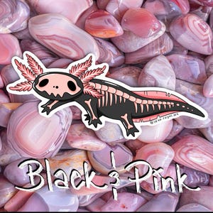 May include: A black and pink axolotl with a skeleton design on a background of pink and white stones. The text "Black & Pink" is written below the axolotl.