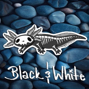 May include: Black and white illustration of an axolotl skeleton with a skull and gills. The axolotl is on a background of blue and gray stones. The text "Black & White" is written below the axolotl.