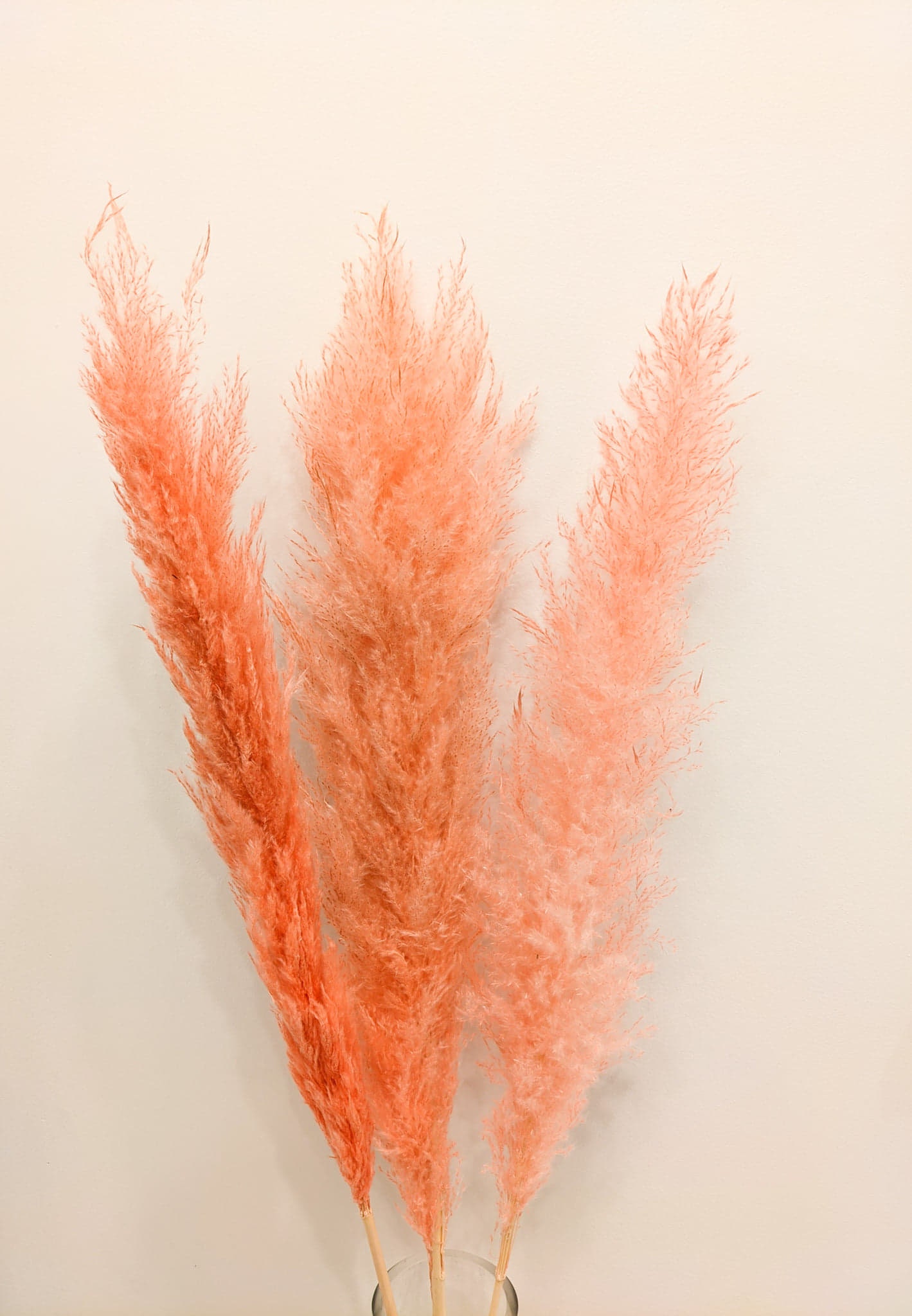 LARGE PAMPAS GRASS Natural Dried Pampas Grass Decor Plume Etsy