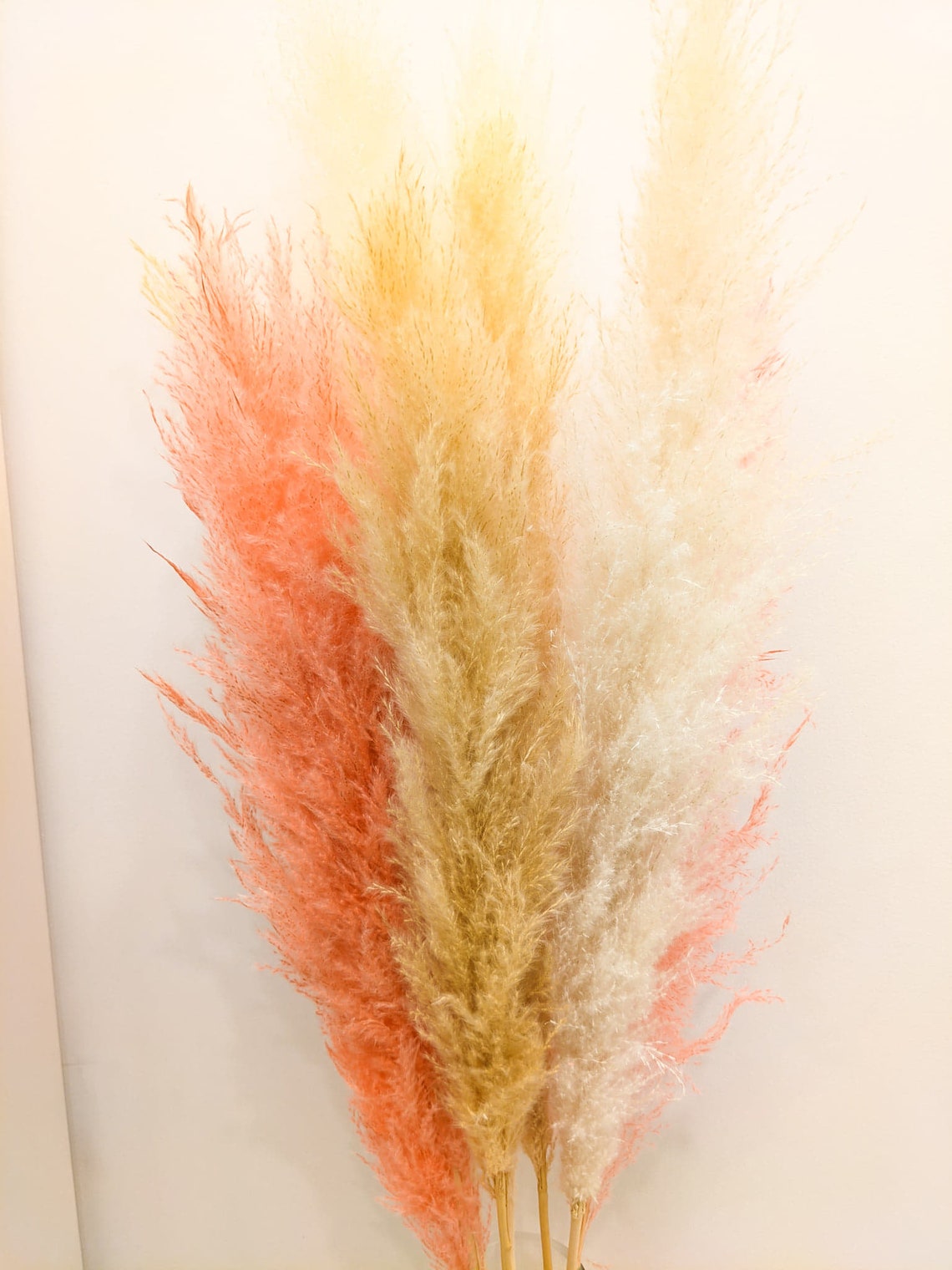 LARGE PAMPAS GRASS Natural Dried Pampas Grass Decor Plume Etsy