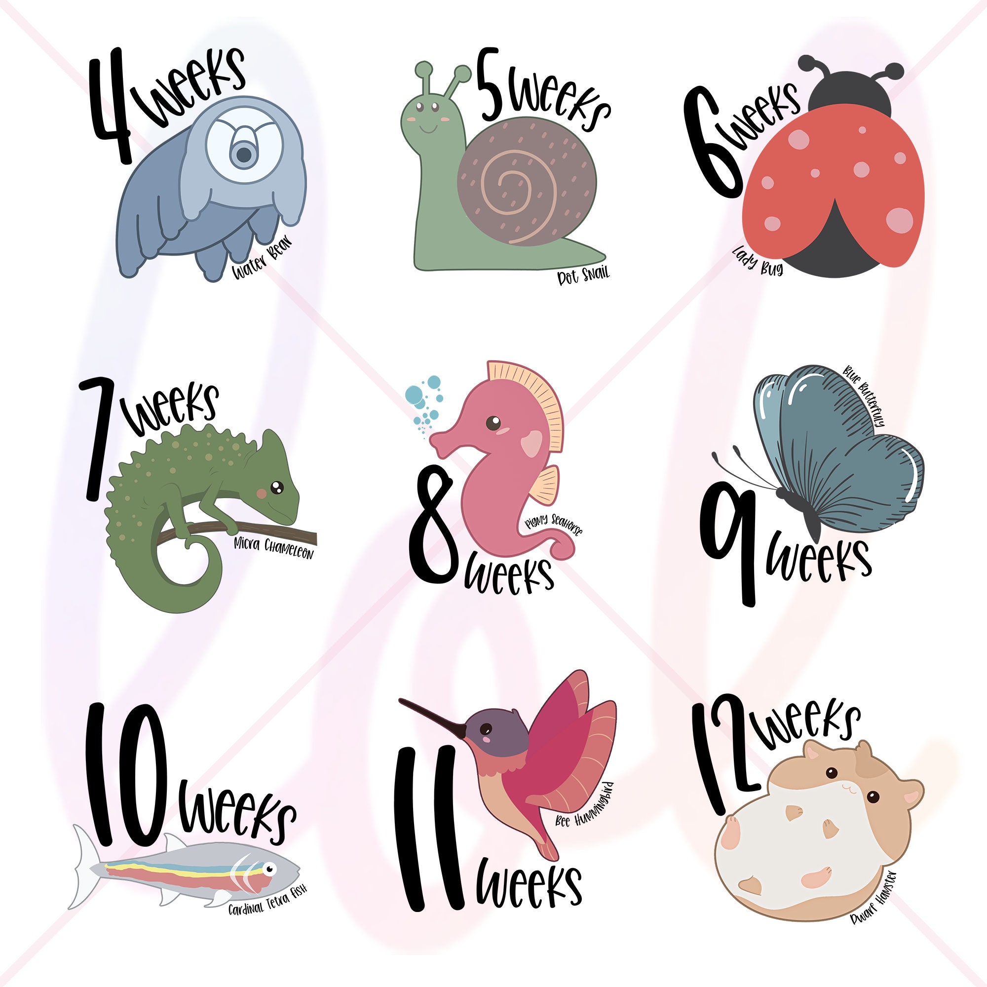Baby Sizes by Week Animals not Fruit Baby in Womb Week by - Etsy Baby Sizes by Week Animals not Fruit Baby in Womb Week by - Etsy