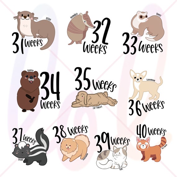 Baby Sizes by Week Animals not Fruit Baby in Womb Week by - Etsy Israel Baby Sizes by Week Animals not Fruit Baby in Womb Week by - Etsy Israel