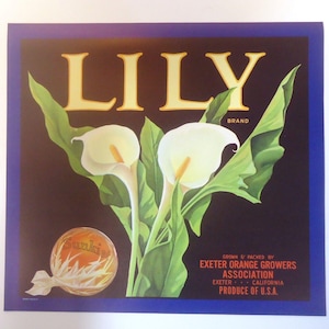 Vintage ORIGINAL Crate Label Lily Brand Sunkist Oranges Exeter