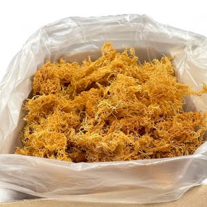 Sea Moss Ocean Harvested | Wildcrafted Wholesale Gold Seamoss | Non GMO | Third-Party Tested  |  Organic Seamoss